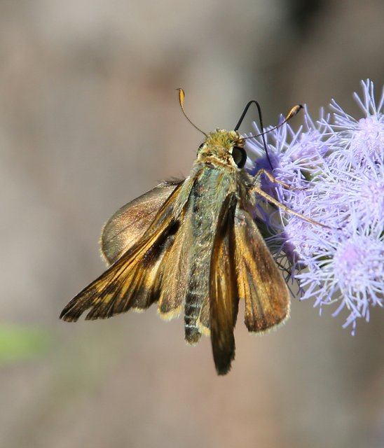 Sachem, McGee Creek WMA, OK, 9-24-14, Jp_19493.JPG