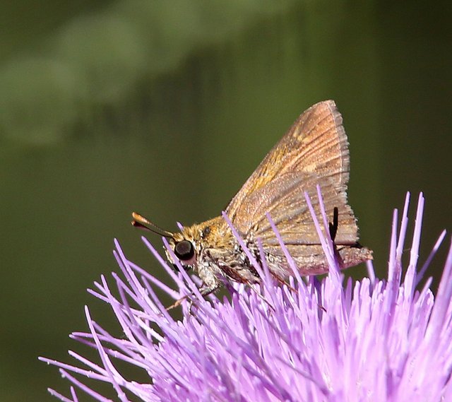 Tawny-edged Skipper, McGee Creek WMA, OK, 9-24-14, Jp_19547.JPG
