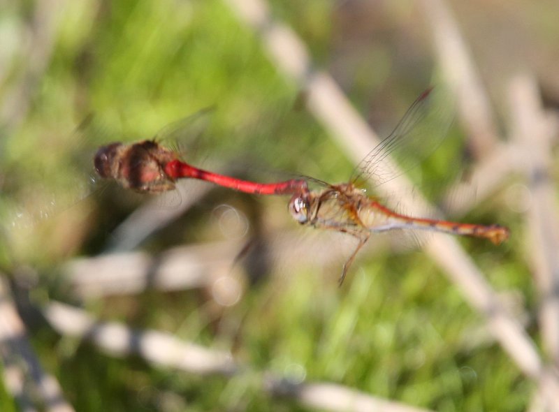 Autumn Meadowhawk pair, Nickel TNC Preserve, Cherokee Co, OK, 10-7-14, Jp_20873.JPG