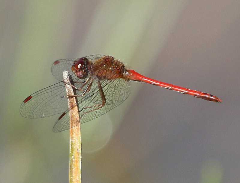 Autumn Meadowhawk male, Nickel TNC Preserve, Cherokee Co, OK, 10-7-14, Jp_20855.JPG
