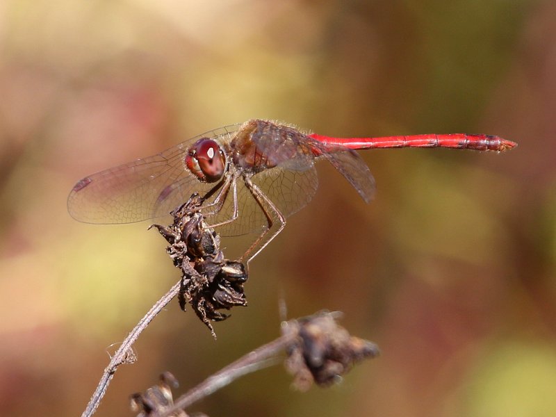 Autumn Meadowhawk male, Nickel TNC Preserve, Cherokee Co, OK, 10-7-14, Jp_20761.JPG