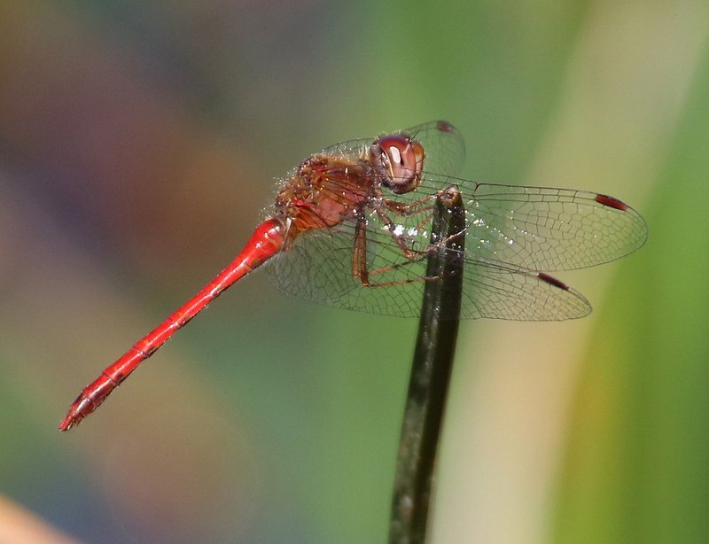 Autumn Meadowhawk male, Nickel TNC Preserve, Cherokee Co, OK, 10-7-14, Jp_20834.JPG