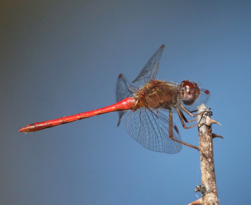 Autumn Meadowhawk male, Nickel TNC Preserve, Cherokee Co, OK, 10-7-14, Jp_20904.JPG