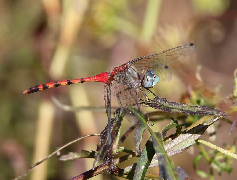 Blue-faced Meadowhawk male, Nickel TNC Preserve, Cherokee Co, OK, 10-7-14, Jp_20685.JPG