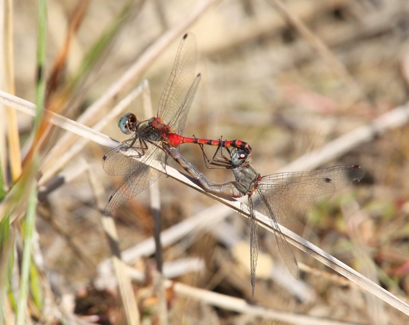 Blue-faced Meadowhawk pair, Nickel TNC Preserve, Cherokee Co, OK, 10-7-14, Jp_20711.JPG