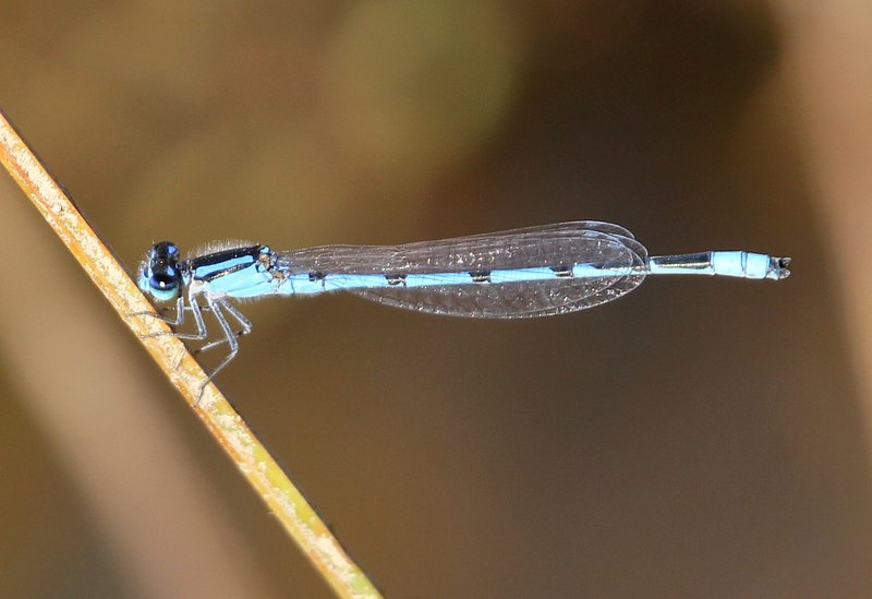 Familiar Bluet male, Nickel TNC Preserve, Cherokee Co, OK, 10-7-14, Jp_20577.JPG