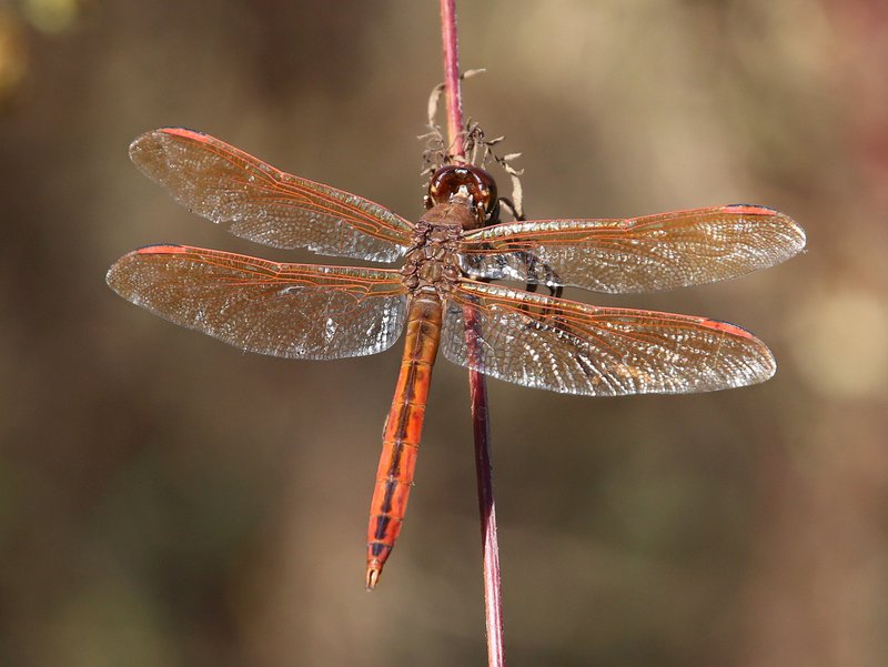 Golden-winged Skimmer male, Nickel TNC Preserve, Cherokee Co, OK, 10-7-14, Jp_20715.JPG