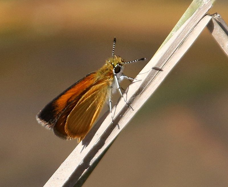 Least Skipper, Nickel TNC Preserve, Cherokee Co, OK, 10-7-14, Jp_20883.JPG