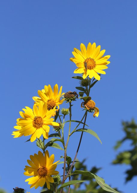 Maximilian Sunflower, Nickel TNC Preserve, Cherokee Co, OK, 10-7-14, Jp_20511.JPG