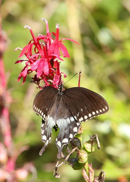 Spicebush Swallowtail on Cardinal Flower, Nickel TNC Preserve, Cherokee Co, OK, 10-7-14, Jp_20527.JPG