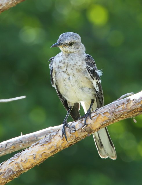 Northern Mockingbird - juvenile, Rogers Co yard, OK, 9-3-14, Jp_17849.JPG