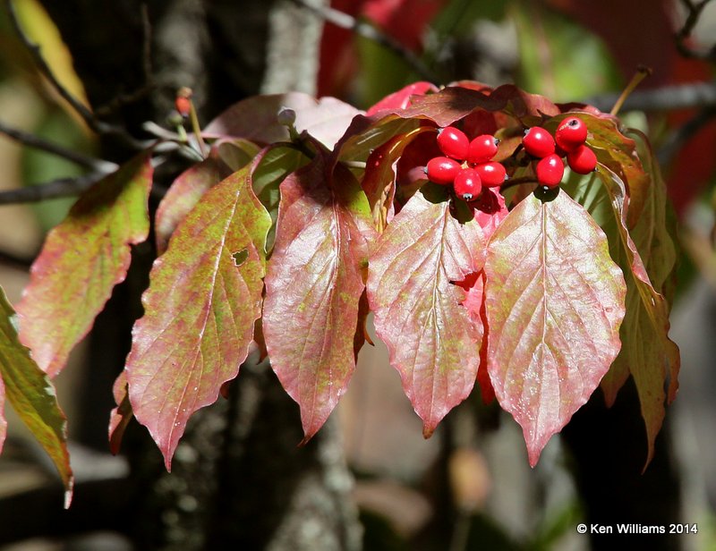 Flowering Dogwood, Nowata Co, OK, 10-28-14, Jp_21508.JPG