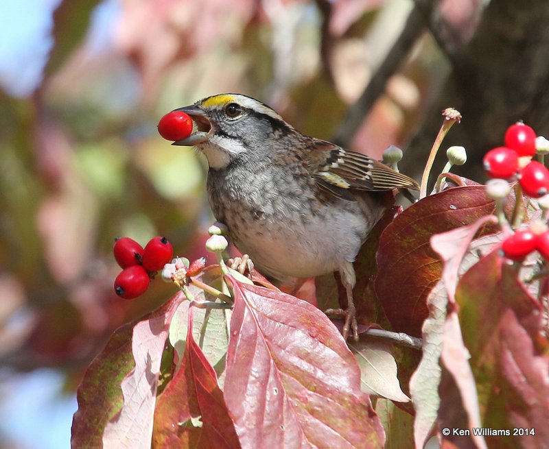 White-throated Sparrow with Flowering Dogwood berry, Nowata Co, OK, 10-28-14, Jp_21516.JPG