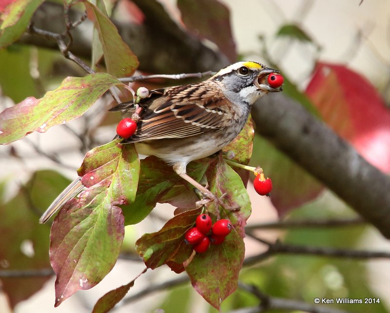 White-throated Sparrow with Flowering Dogwood berry, Nowata Co, OK, 10-28-14, Jp_21578.JPG