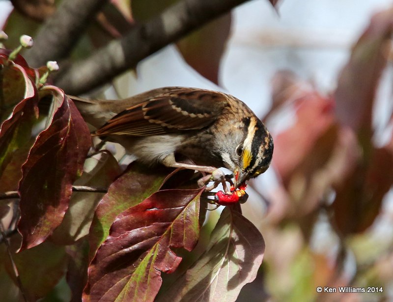 White-throated Sparrow with Flowering Dogwood berry, Nowata Co, OK, 10-28-14, Jp_21590.JPG