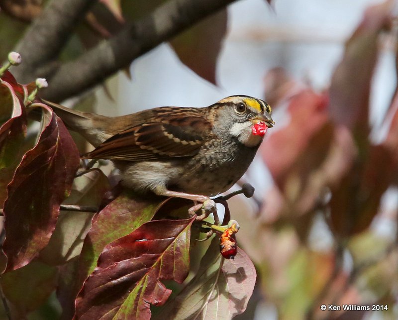 White-throated Sparrow with Flowering Dogwood berry, Nowata Co, OK, 10-28-14, Jp_21599.JPG