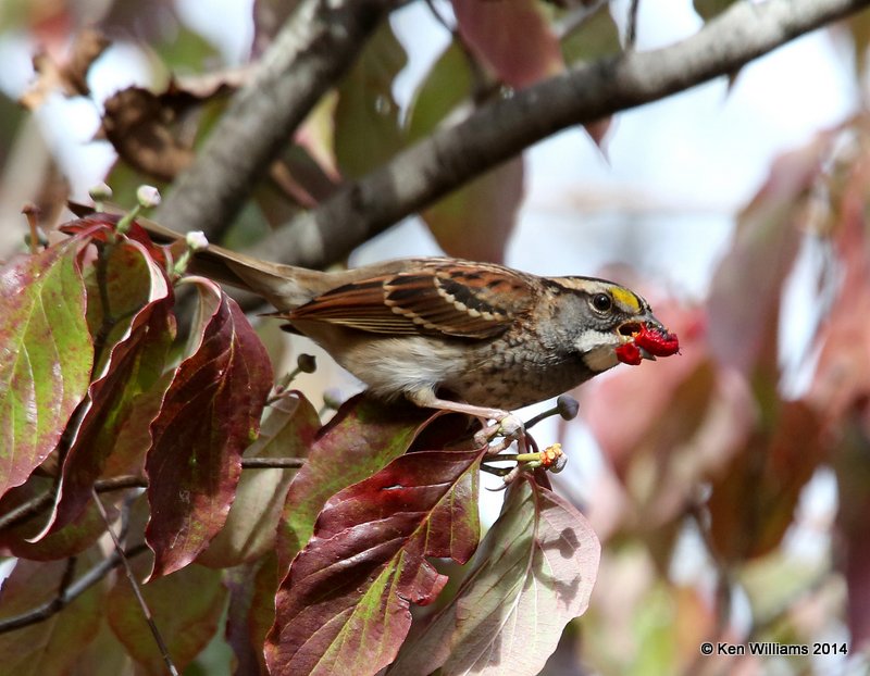 White-throated Sparrow with Flowering Dogwood berry, Nowata Co, OK, 10-28-14, Jp_21602.JPG