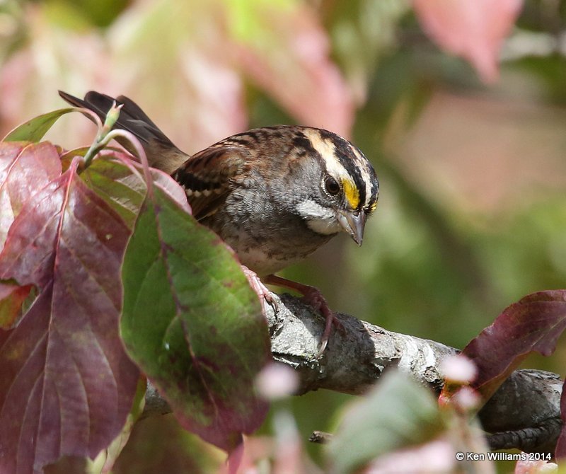 White-throated Sparrow, Nowata Co, OK, 10-28-14, Jp_21526.JPG