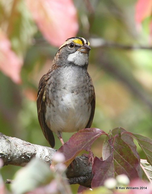 White-throated Sparrow, Nowata Co, OK, 10-28-14, Jp_21522.JPG