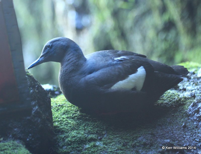 Pigeon Guillemot Sea Lion Cave Oragan Coast OR 6-21-10 Jp 2509.JPG