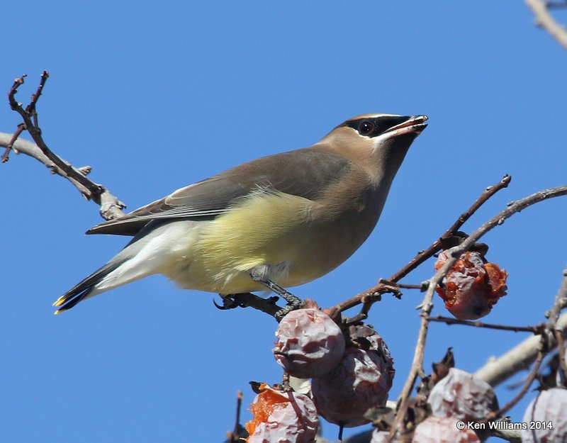 Cedar Waxwing 1st year, Nowata Co, OK, 11-28-14, Jp_22230.JPG