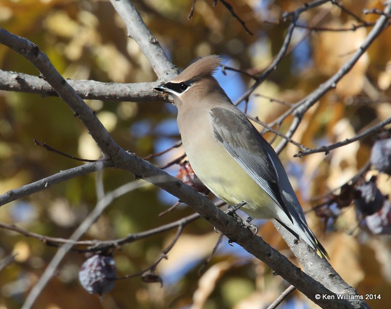 Cedar Waxwing 1st year, Nowata Co, OK, 11-28-14, Jp_22307.JPG