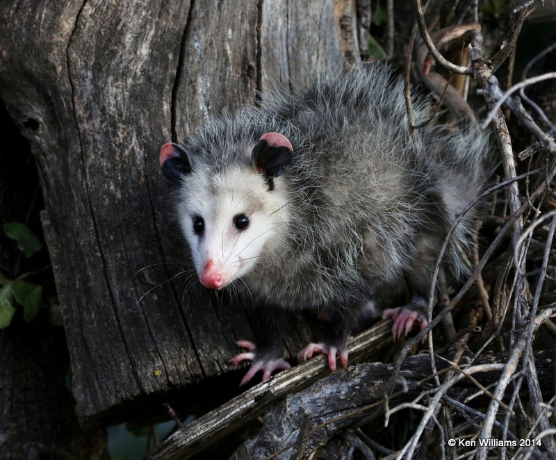 Virginia Opossum immature, Rogers Co. yard, OK, 11-20-14, Jp_22072.JPG