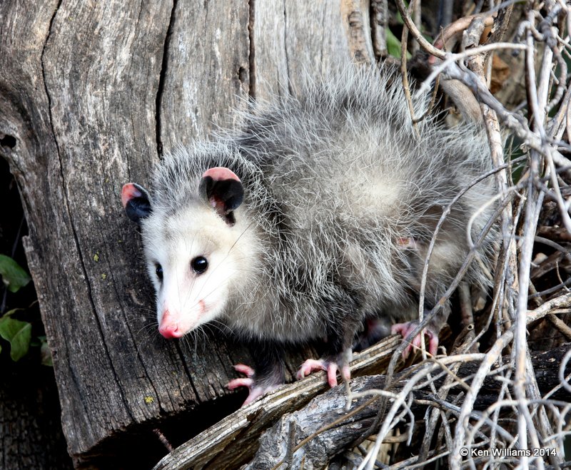 Virginia Opossum immature, Rogers Co. yard, OK, 11-20-14, Jp_22089.JPG