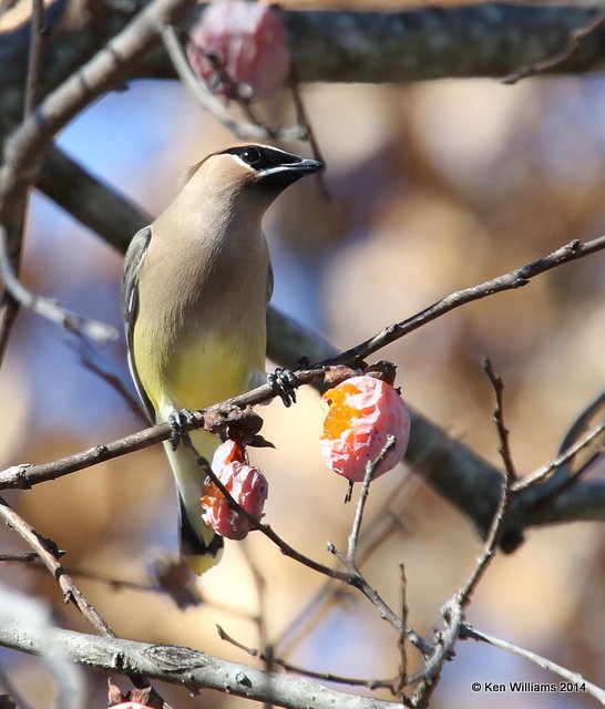 Cedar Waxwing 1st year, Nowata Co, OK, 11-28-14, Jp_22256.JPG