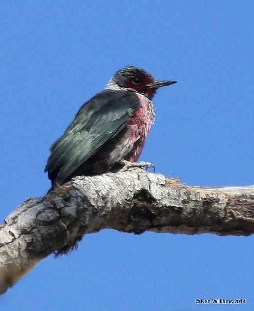 Lewis's Woodpecker, Lake Carl Blackwell, Payne Co, OK, 12-9-14, Jp_22449.JPG