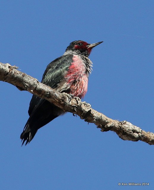 Lewis's Woodpecker, Lake Carl Blackwell, Payne Co, OK, 12-9-14, Jp_22485.JPG