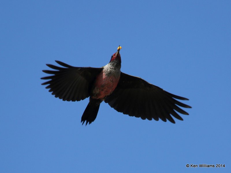 Lewis's Woodpecker, Lake Carl Blackwell, Payne Co, OK, 12-9-14, Jp_22484.JPG