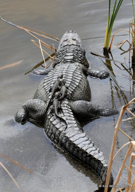 American Alligator with babies, South Padre Island, TX, 02_21_2015_Jp_02481.jpg