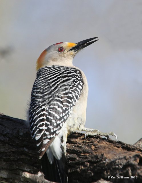 Golden-fronted Woodpecker male, Salineno, TX, 02_21_2015_Jpa_03107.jpg