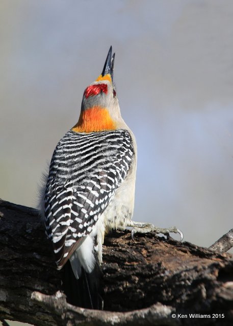 Golden-fronted Woodpecker male, Salineno, TX, 02_21_2015_Jpa_03108.jpg
