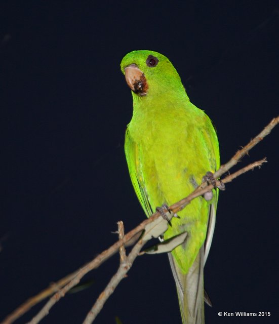 Green Parakeet, McAllen, TX, 02_20_2015_Jpa_02890.jpg