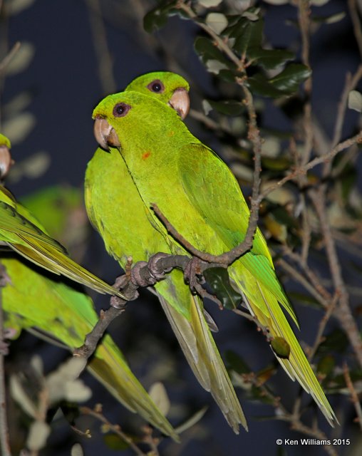 Green Parakeets, McAllen, TX, 02_20_2015_Jpa_02884.jpg