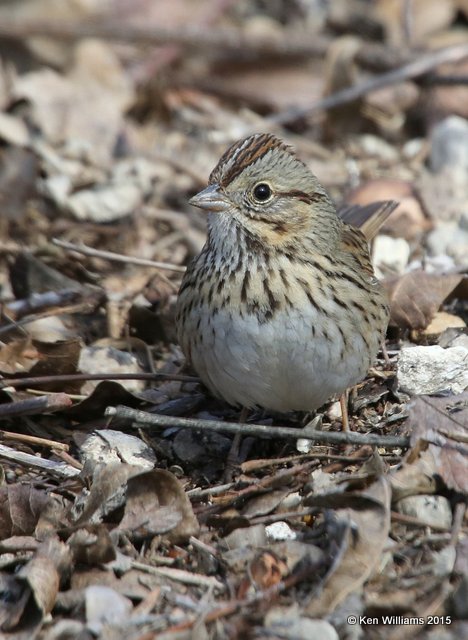 Lincoln's Sparrow, below Granger Dam, TX, 2_17_2015, Jpa_00232.jpg