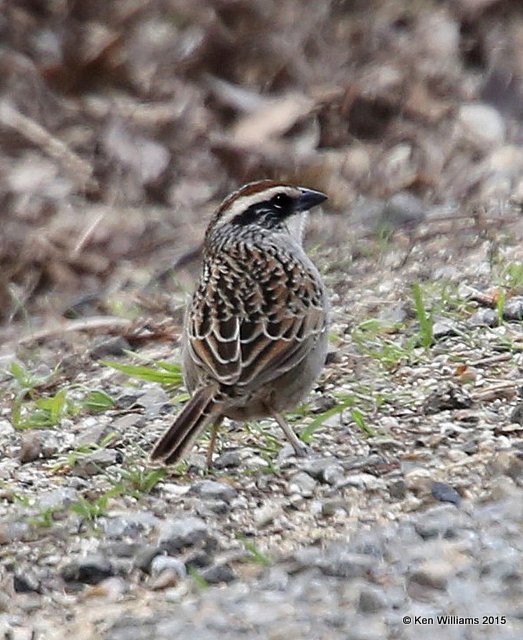 :Striped Sparrow: