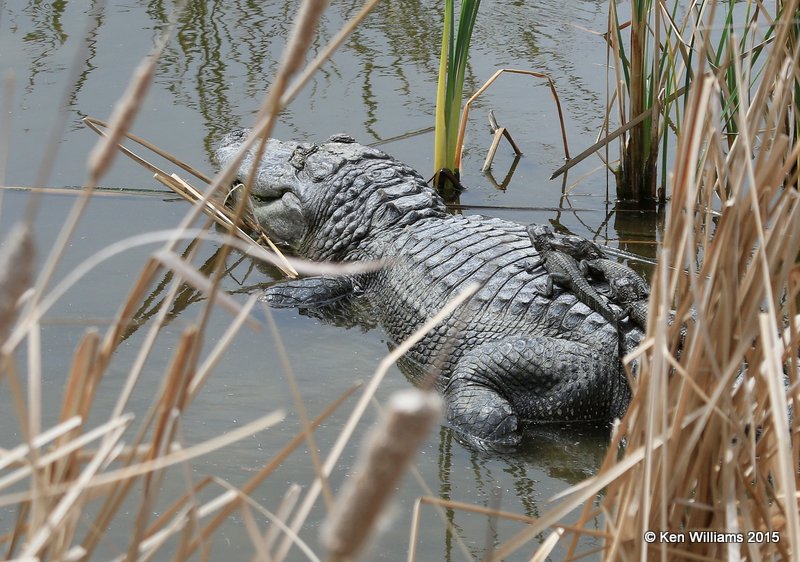 American Alligator with babies, South Padre Island, TX, 02_21_2015_Jp_02482.jpg