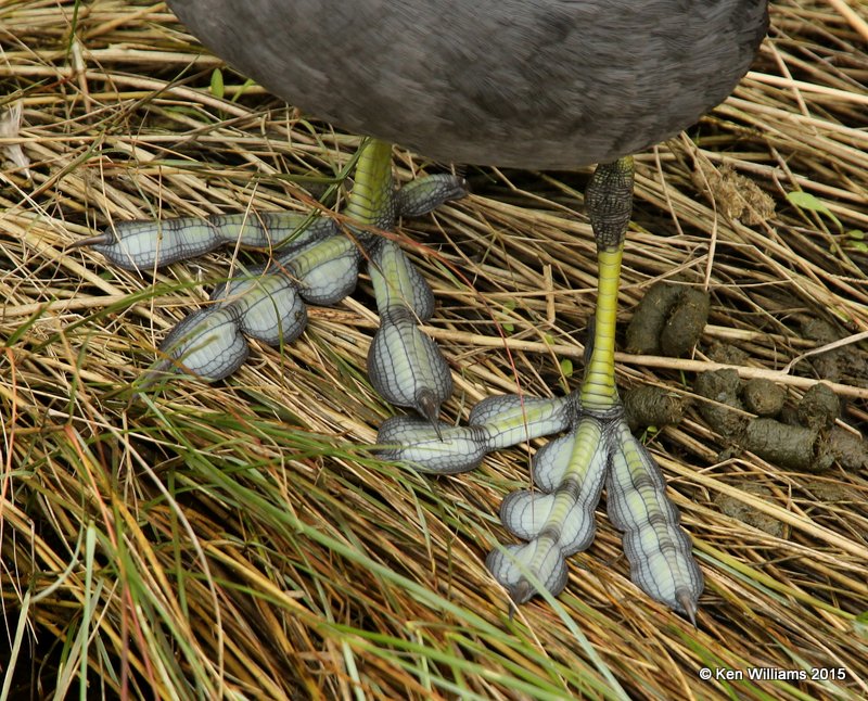 American Coot - feet, South Padre Island, TX, 02_21_2015_Jp_01935.jpg