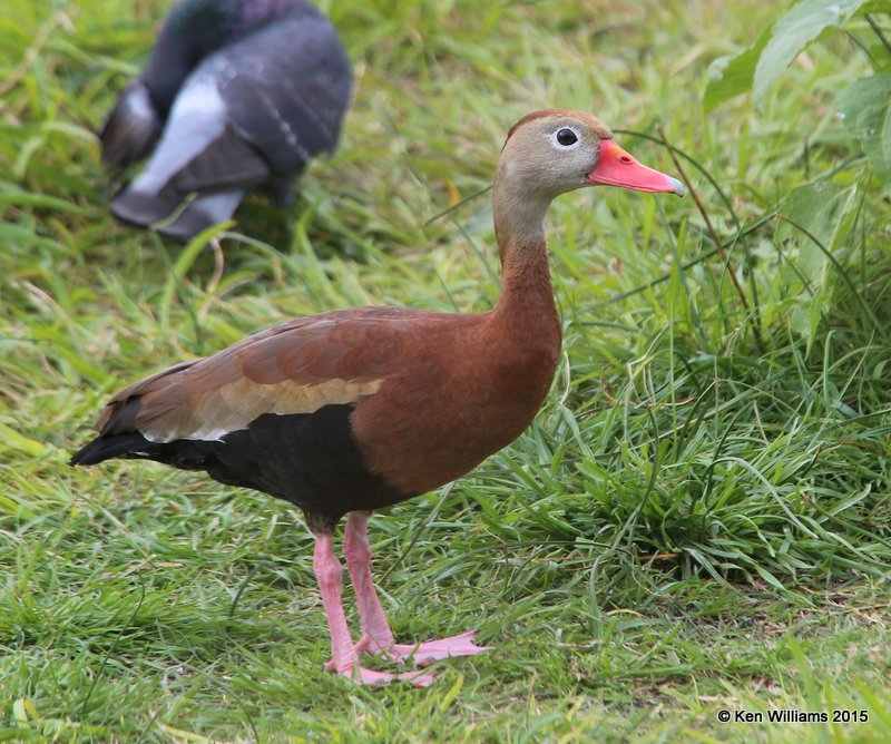 Black-bellied Whistling Duck, South Padre Island, TX, 02_21_2015_Jpa_02404.jpg