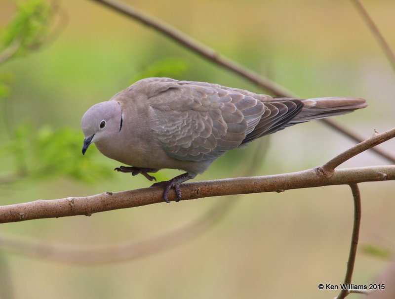 Eurasian Collared Dove, South Padre Island, TX, 02_21_2015_Jpa_02383.jpg