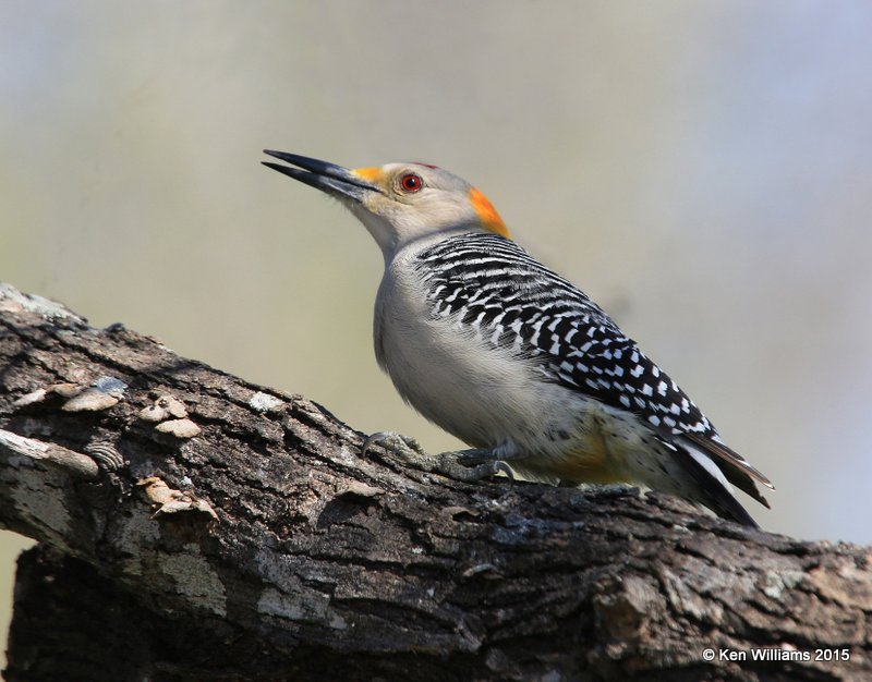Golden-fronted Woodpecker male, Salineno, TX, 02_21_2015_Jpa_03103.jpg