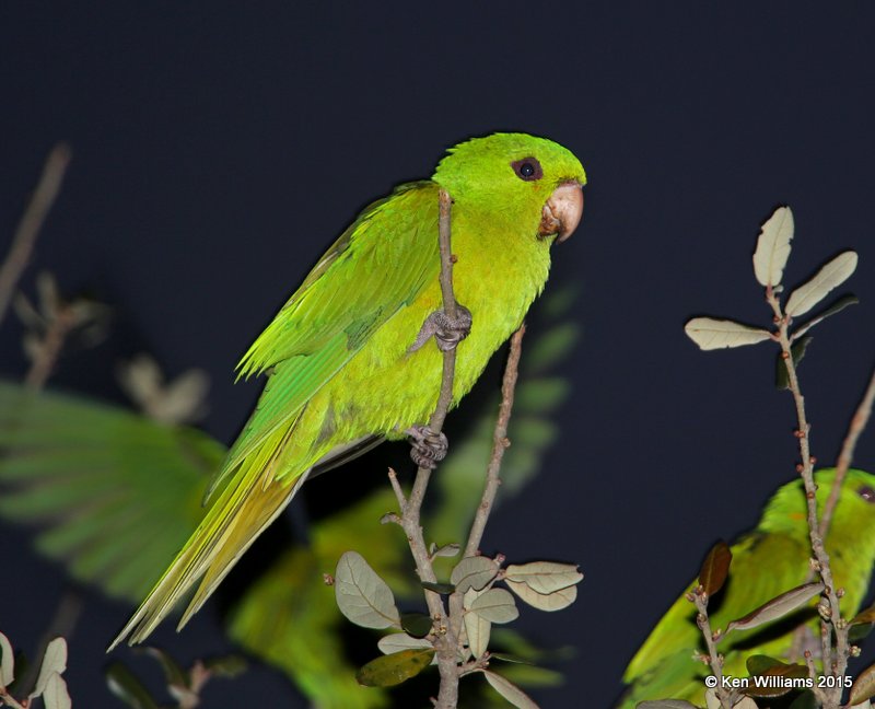 Green Parakeet, McAllen, TX, 02_20_2015_Jpa_02887.jpg