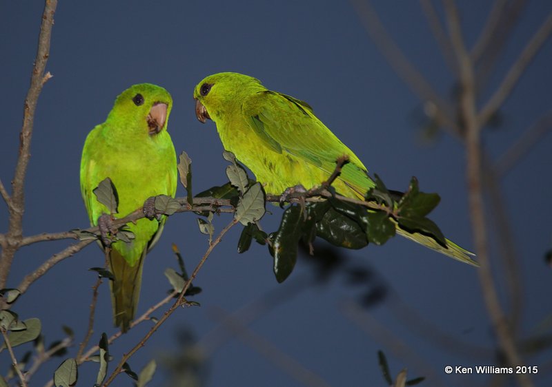 Green Parakeets, McAllen, TX, 02_20_2015_Jpa_02861.jpg