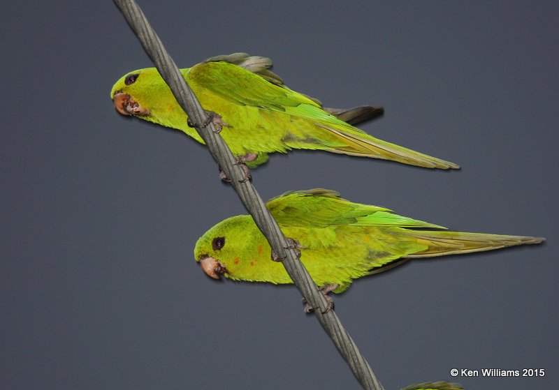 Green Parakeets, McAllen, TX, 02_20_2015_Jpa_02869.jpg