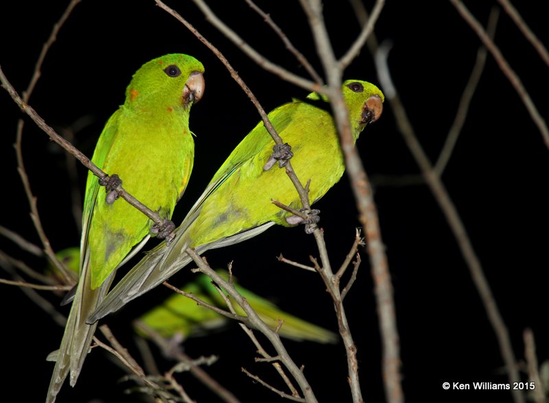 Green Parakeets, McAllen, TX, 02_20_2015_Jpa_02912.jpg