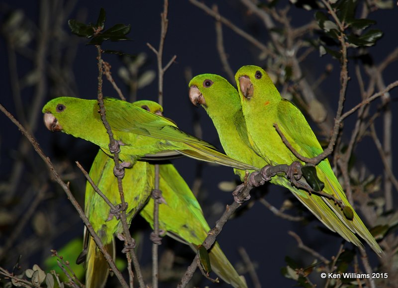 Green Parakeets, McAllen, TX, 02_20_2015_Jppa_02883.jpg