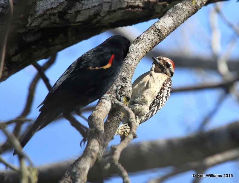 Ladder-backed Woodpecker male & Red-wnged Blackbird standoff, Salineno, TX, 02_21_2015_Jpa_03065.jpg